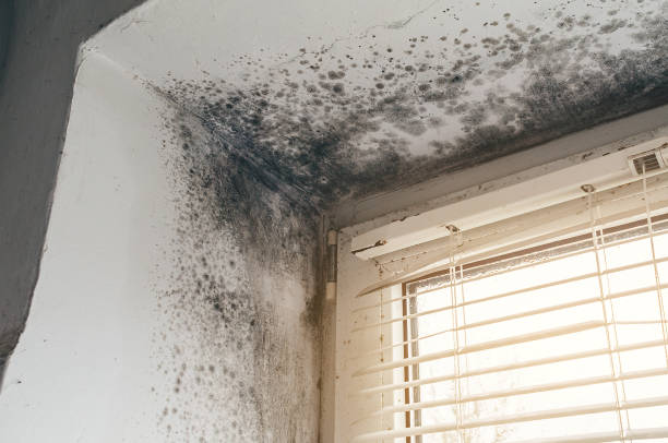 Affordable Mold Cleanup solutions in Hudsonville, MI